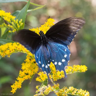 Pipevine swallowtail (Battus philenor)