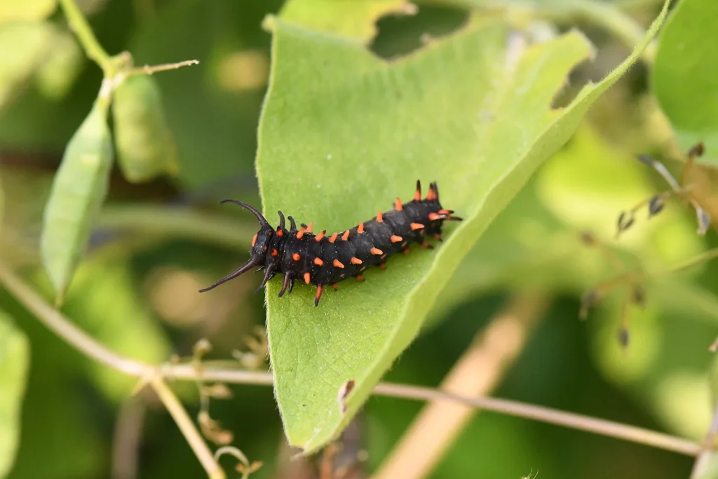 Pipevine swallowtail caterpillar
