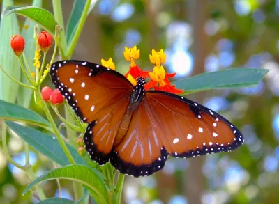 Queen (Danaus gilippus)
