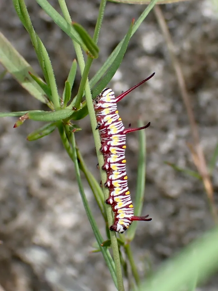 Queen caterpillar