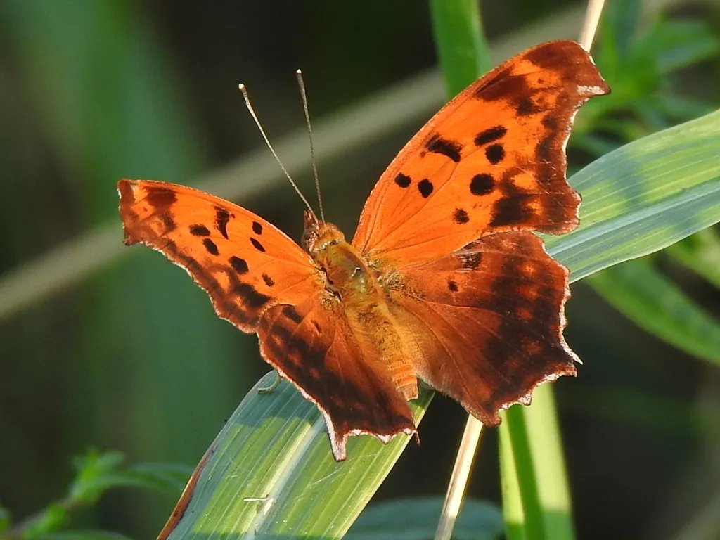 Question mark (Polygonia interrogationis)
