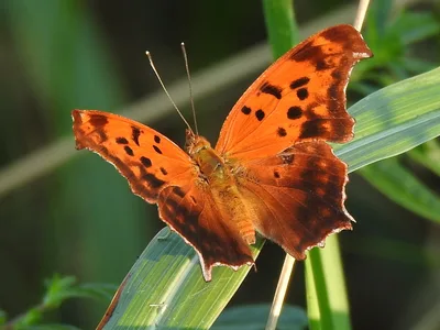 Question mark (Polygonia interrogationis)