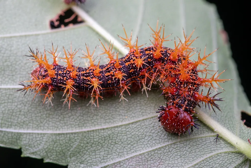 Question mark caterpillar