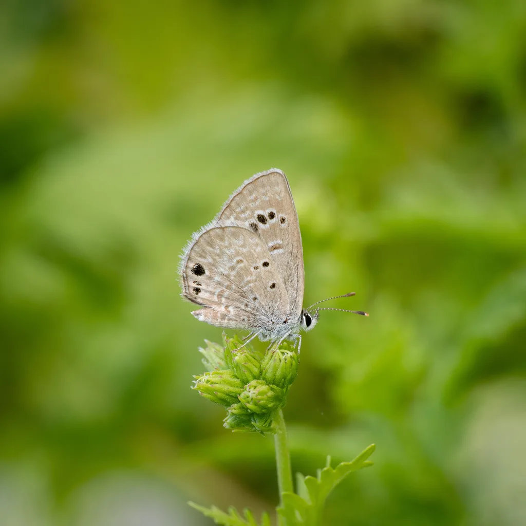 Reakirt's blue (Echinargus isola)