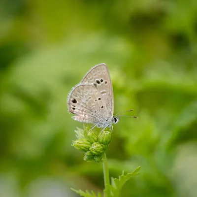 Reakirt's blue (Echinargus isola)