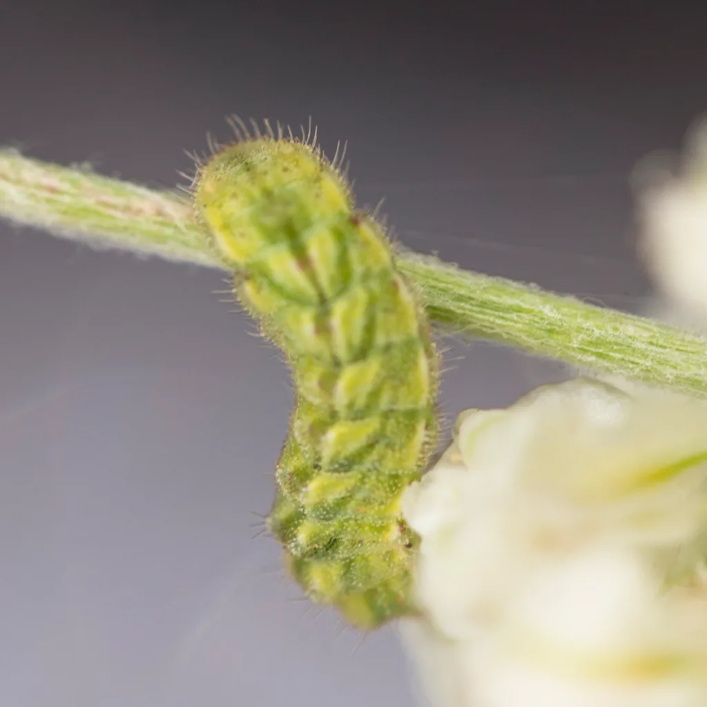 Reakirt's blue caterpillar