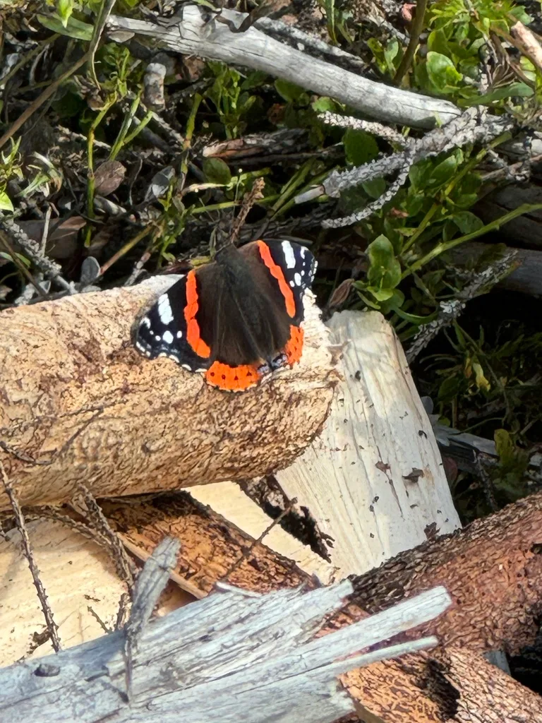 Red admiral (Vanessa atalanta)