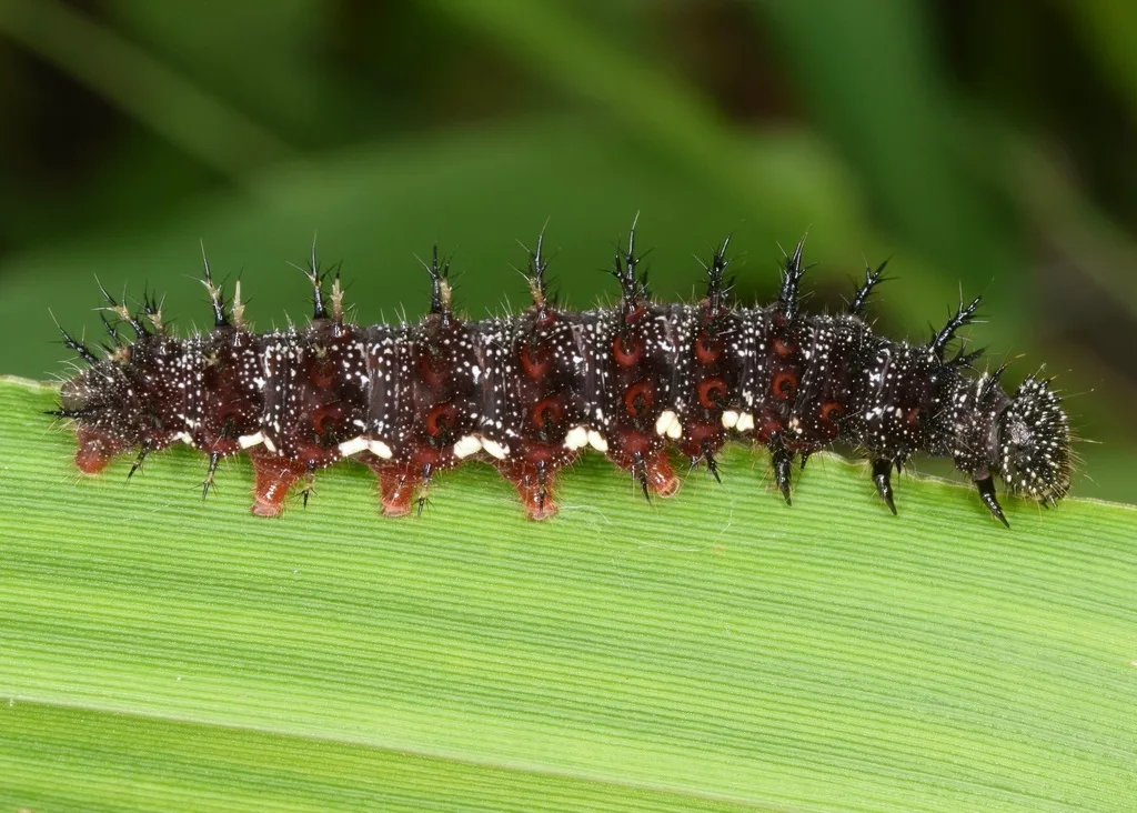 Red admiral caterpillar
