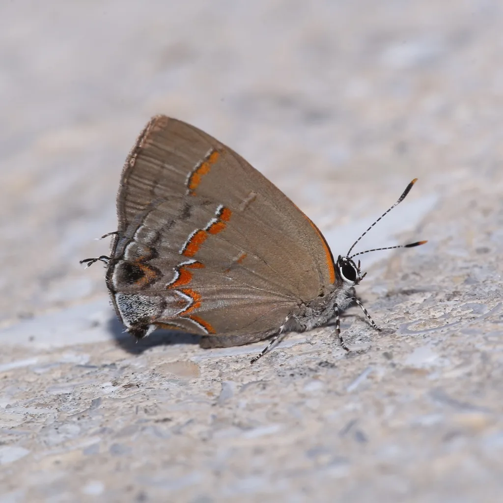 Red-banded hairstreak (Calycopis cecrops)