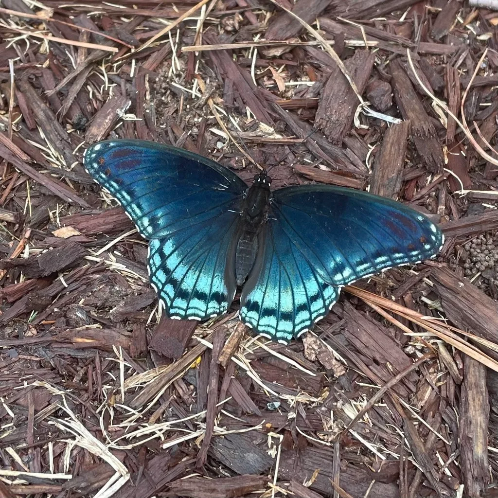 Red-spotted purple (Limenitis arthemis)