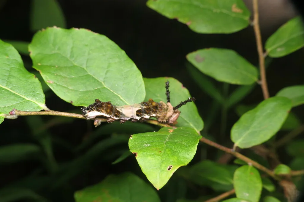 Red-spotted purple caterpillar