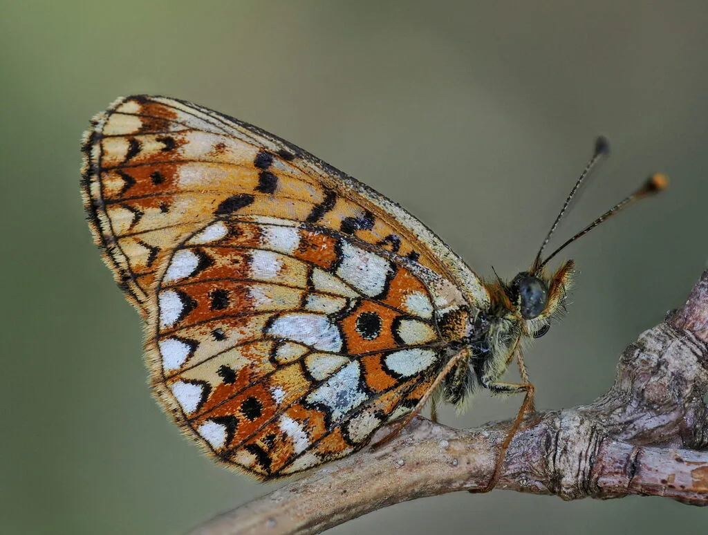 Silver-bordered fritillary (Boloria selene)