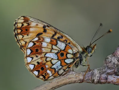 Silver-bordered fritillary (Boloria selene)