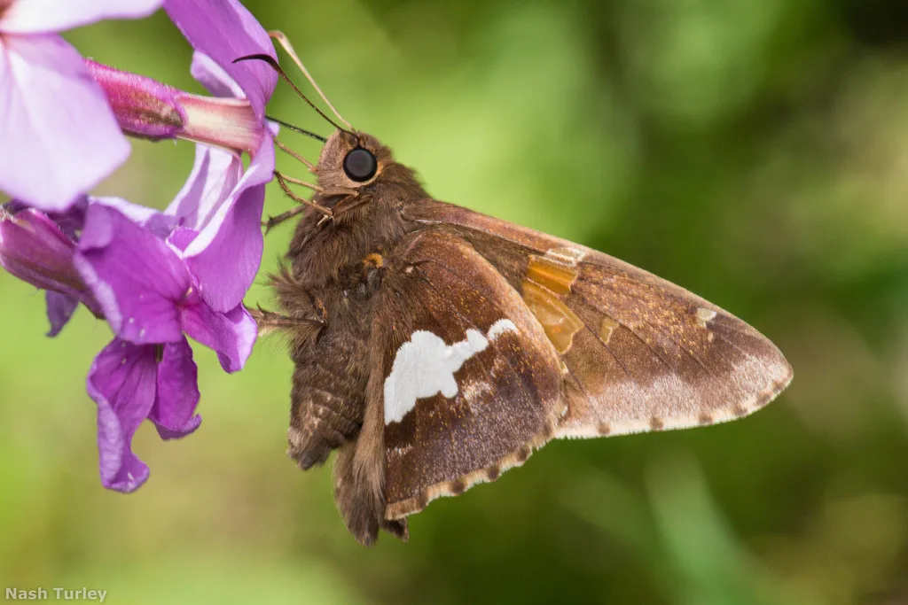 Silver-spotted skipper (Epargyreus clarus)