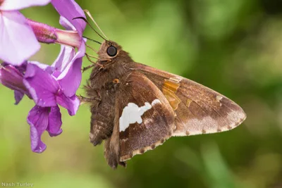 Silver-spotted skipper (Epargyreus clarus)