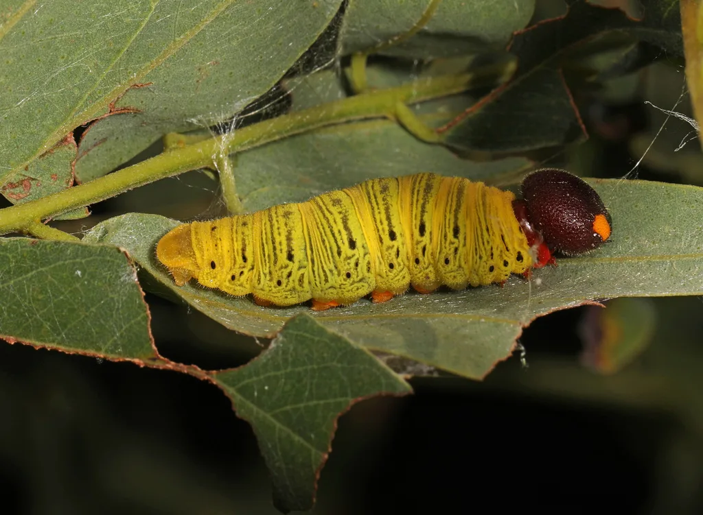Silver-spotted skipper caterpillar