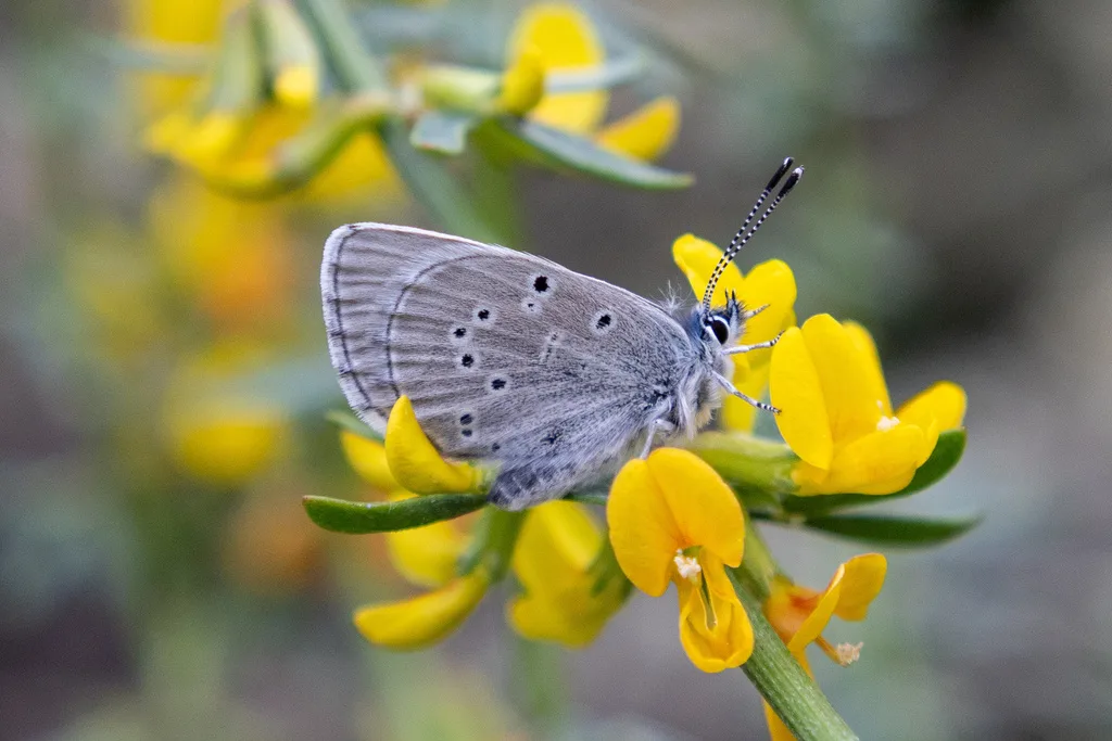 Silvery blue (Glaucopsyche lygdamus)