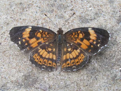 Silvery checkerspot (Chlosyne nycteis)