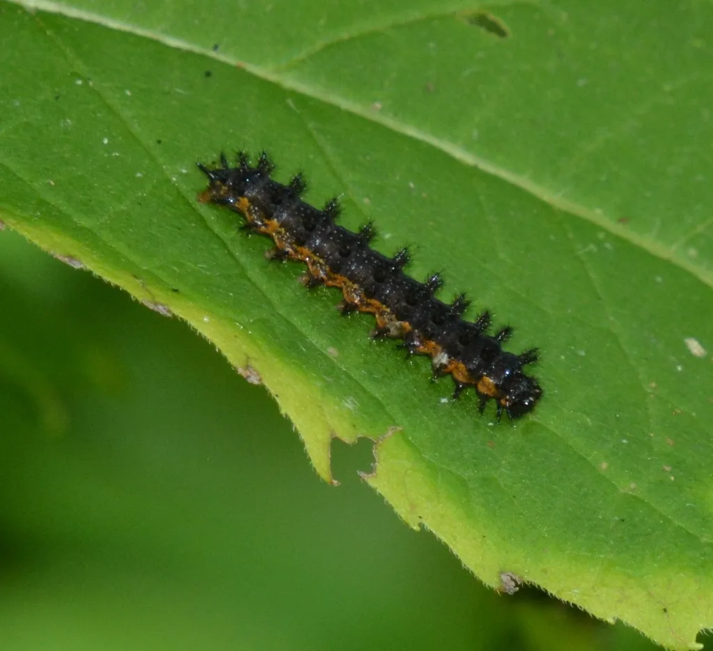 Silvery checkerspot caterpillar