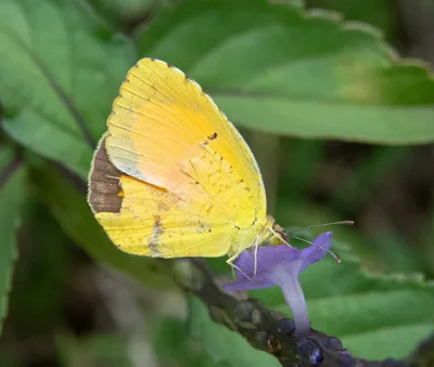 Sleepy orange (Abaeis nicippe)