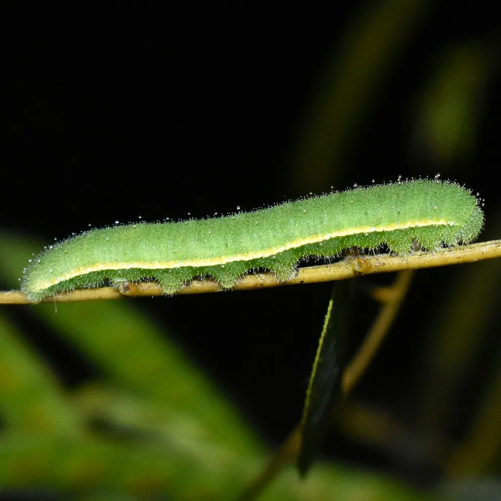 Sleepy orange caterpillar
