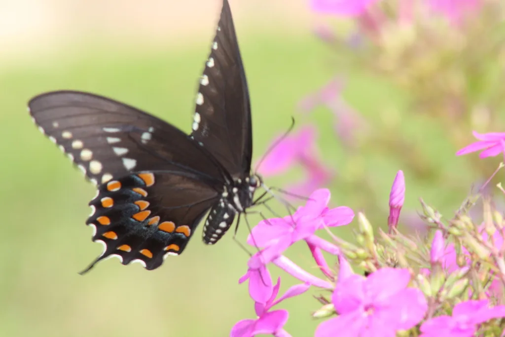 Spicebush swallowtail (Papilio troilus)