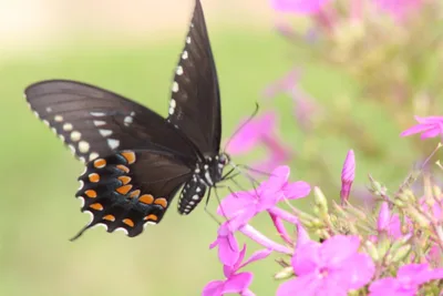 Spicebush swallowtail (Papilio troilus)