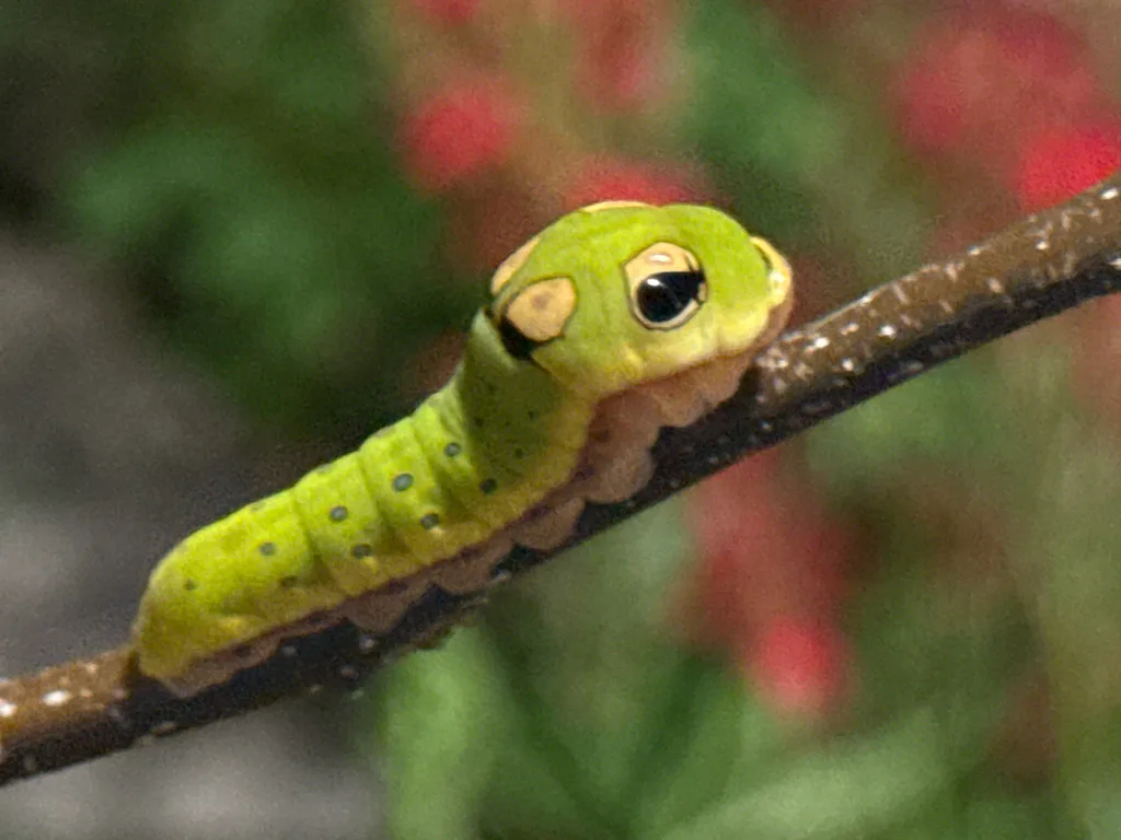 Spicebush swallowtail caterpillar