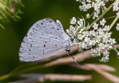 Summer azure (Celastrina neglecta)