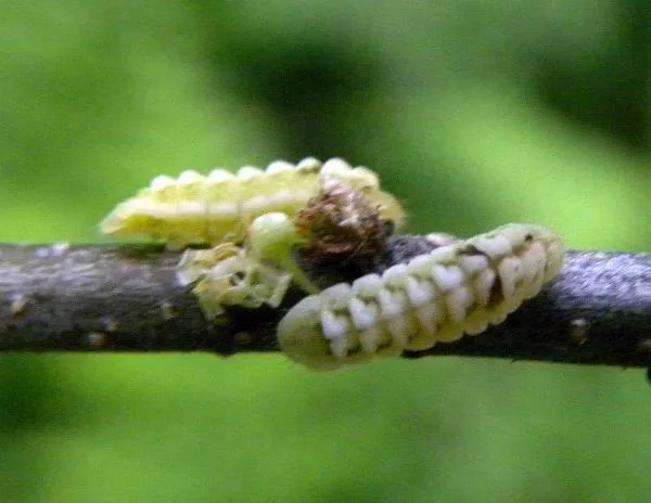 Summer azure caterpillar