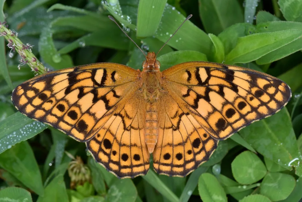 Variegated fritillary (Euptoieta claudia)