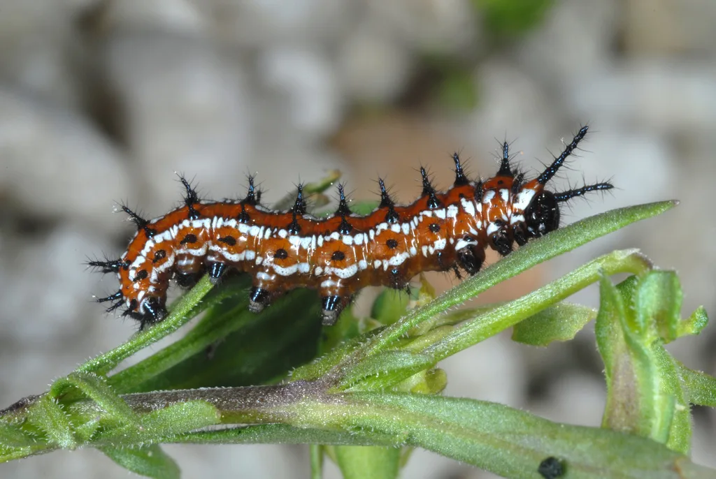 Variegated fritillary caterpillar