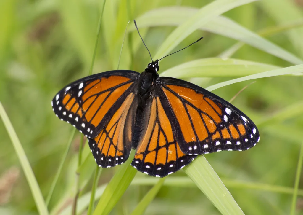 Viceroy (Limenitis archippus)