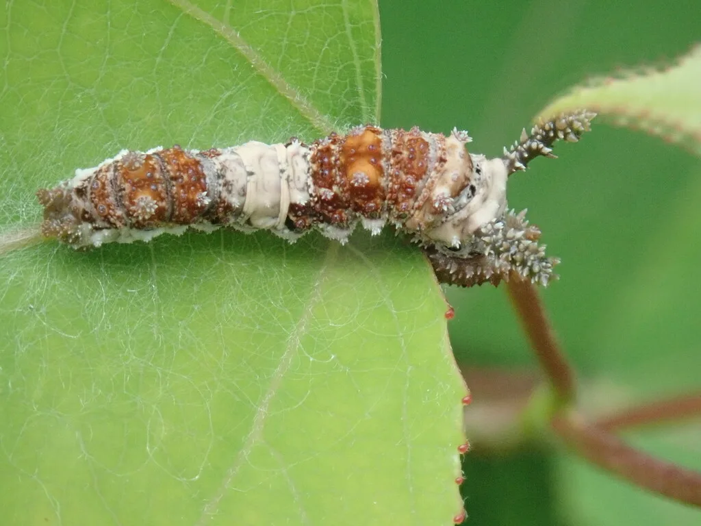 Viceroy caterpillar