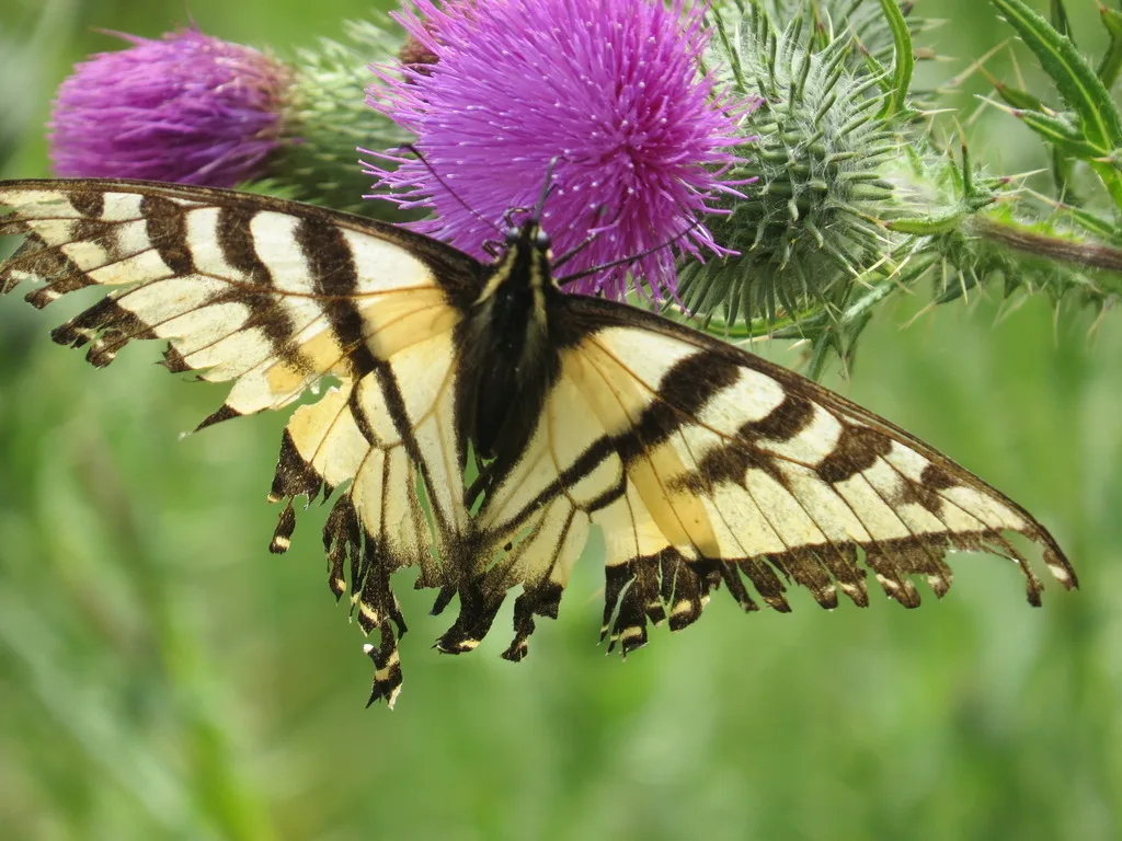 Western tiger swallowtail (Papilio rutulus)
