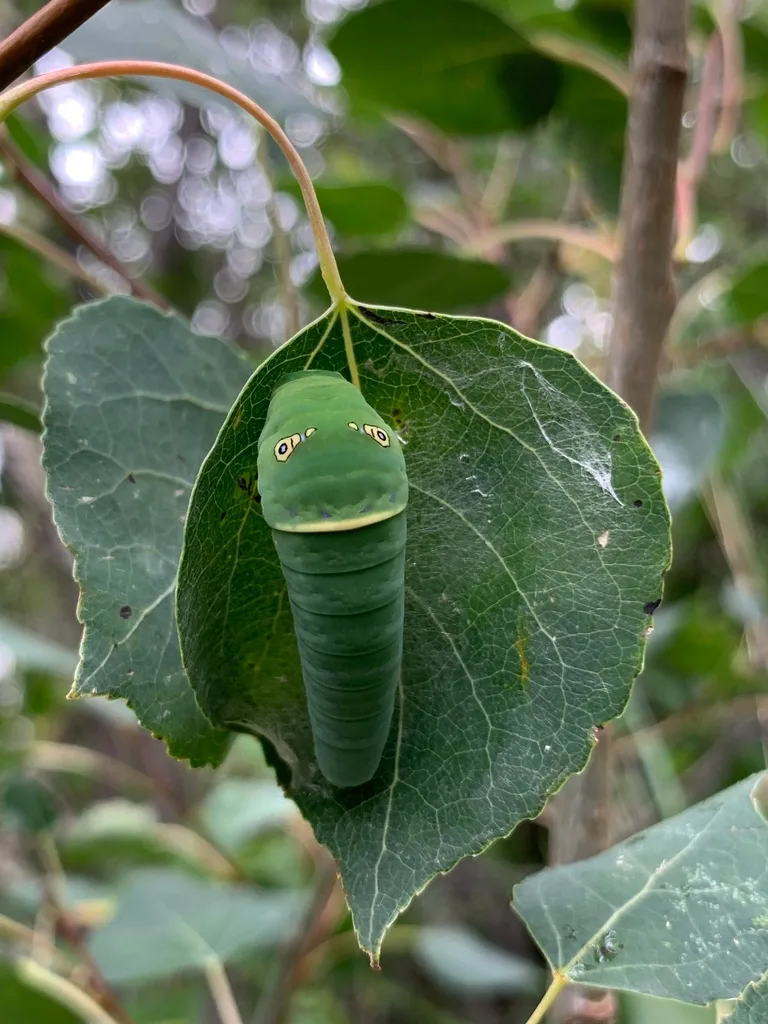 Western tiger swallowtail caterpillar