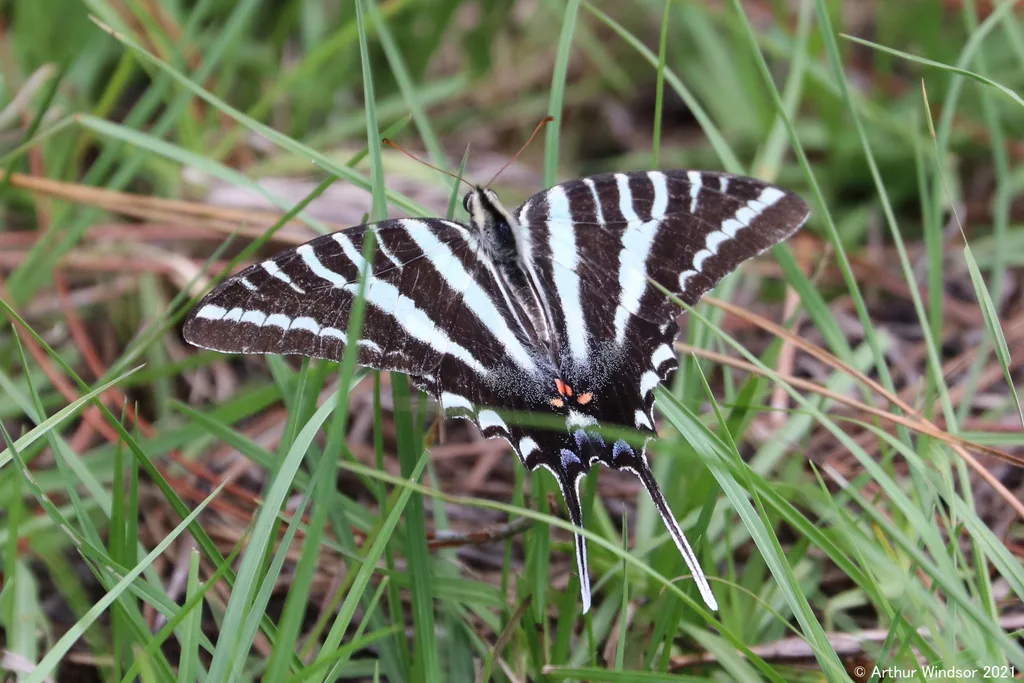 Zebra swallowtail (Protographium marcellus)