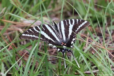 Zebra swallowtail (Protographium marcellus)