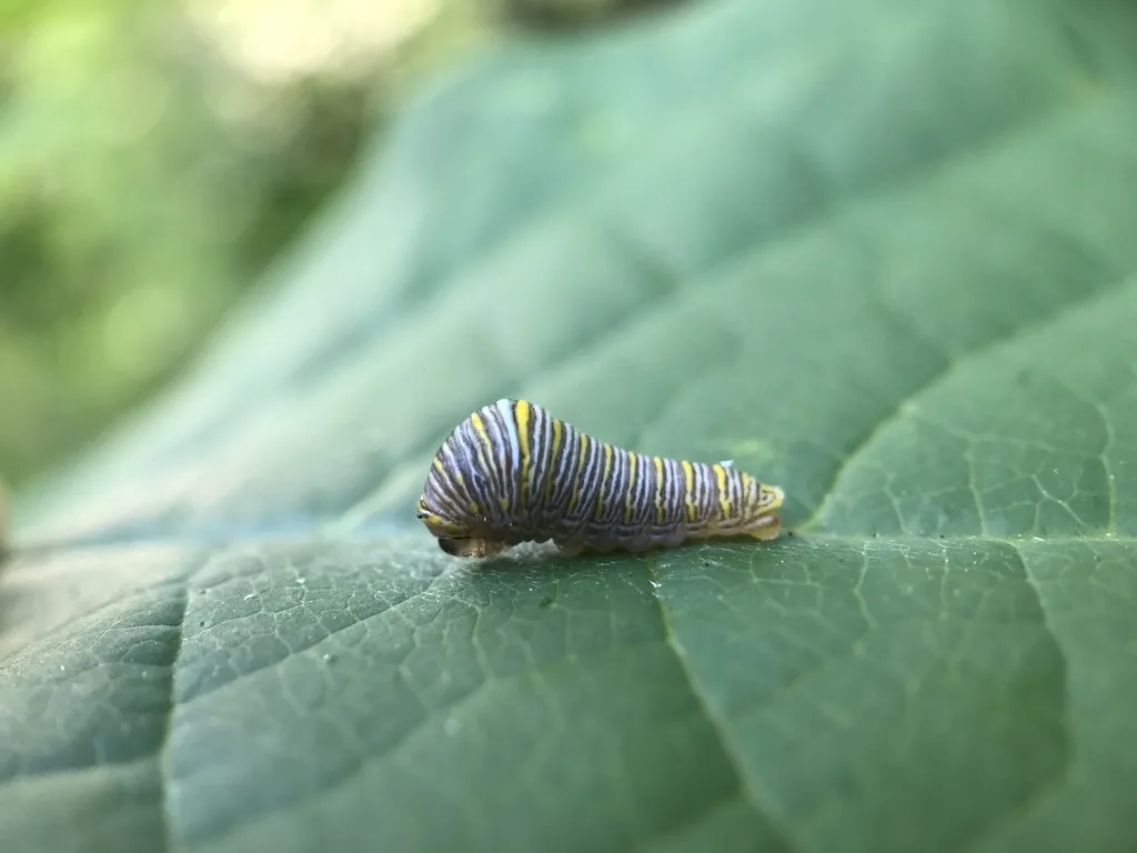 Zebra swallowtail caterpillar