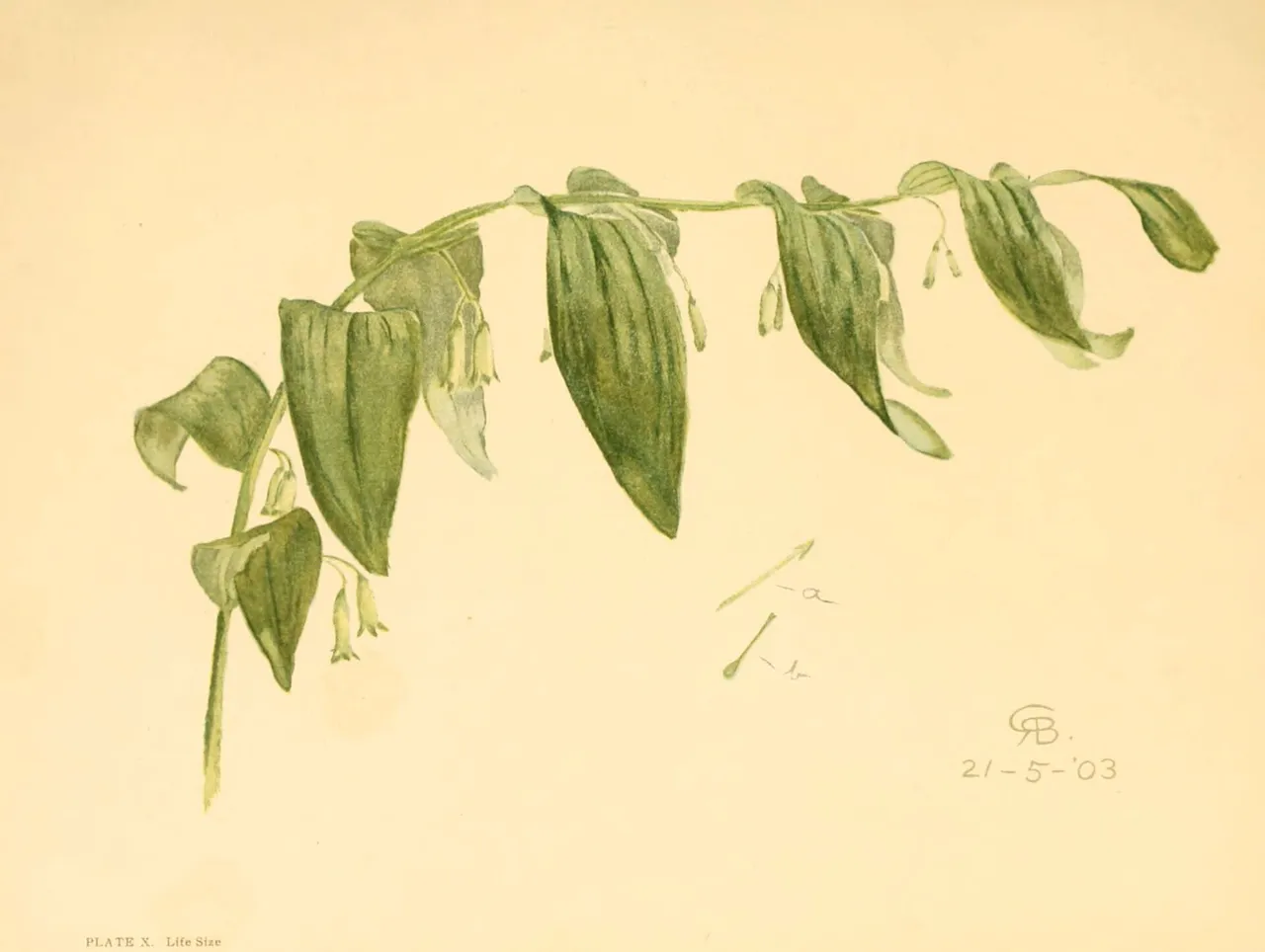 Smooth Solomon's seal (Polygonatum biflorum)