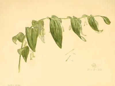 Smooth Solomon's seal