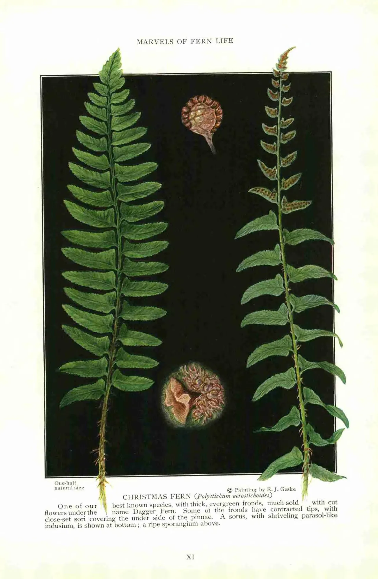 Christmas fern (Polystichum acrostichoides)