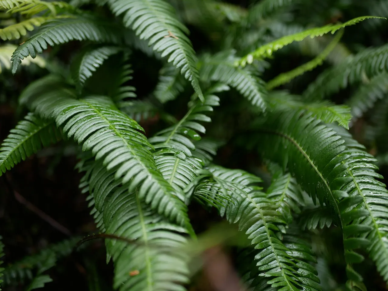 Western sword fern (Polystichum munitum)