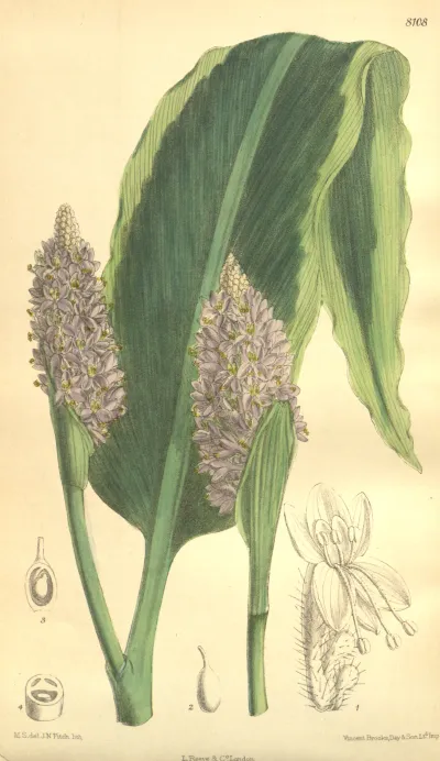 Pickerelweed