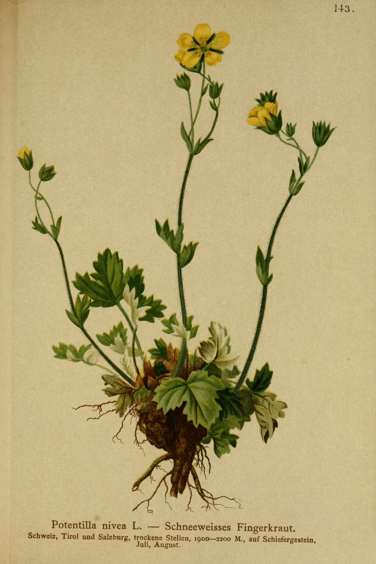 Snow Cinquefoil (Potentilla nivea)