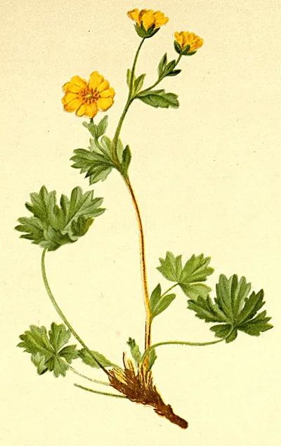 Northern Cinquefoil