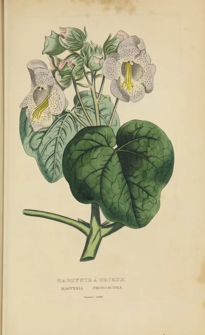 Common devil's-claw