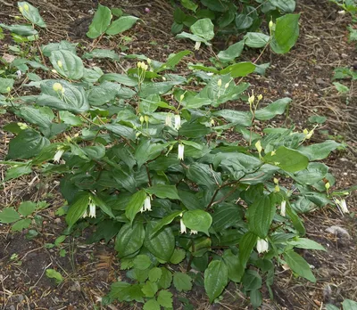 Largeflower fairybells