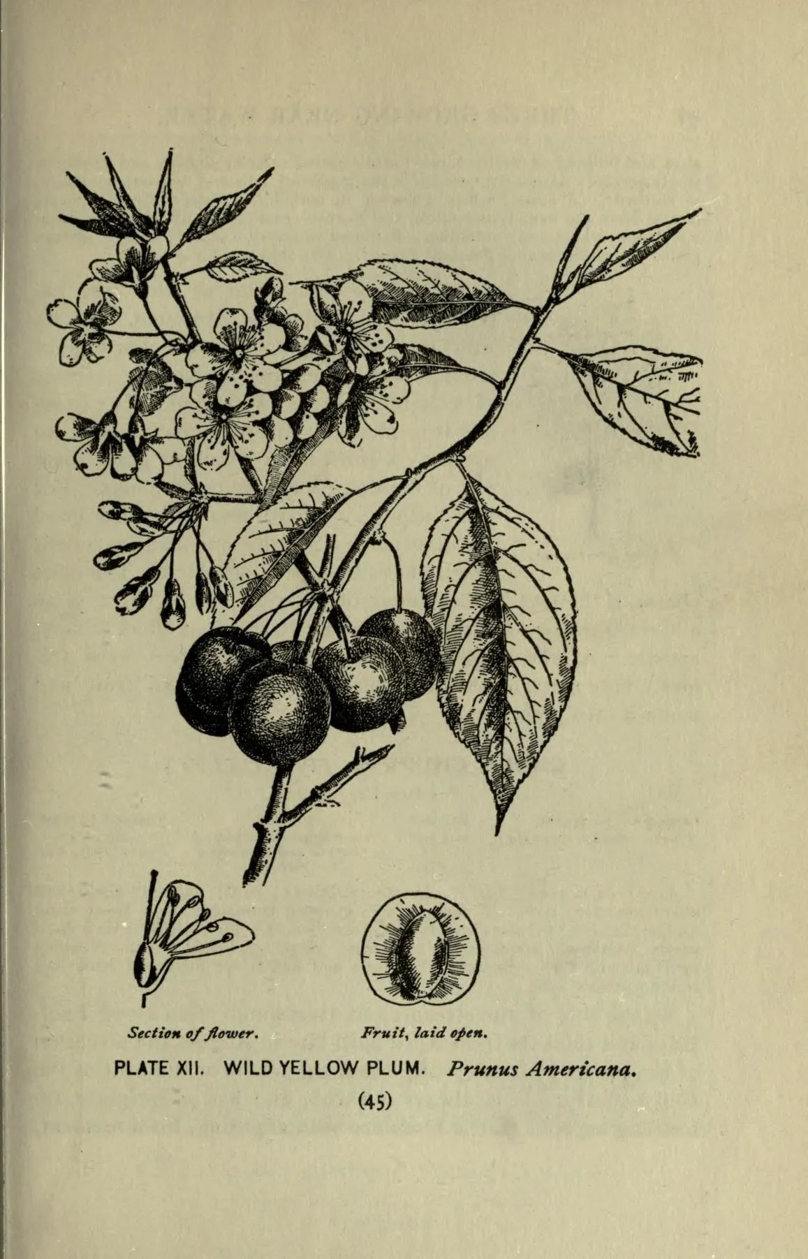 American plum (Prunus americana)