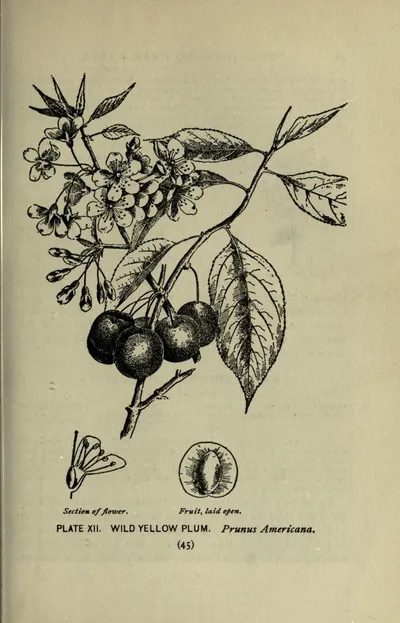 American plum